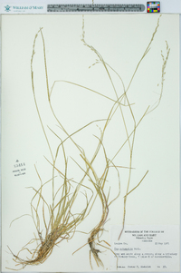 Poa autumnalis image