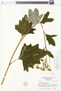 Arnoglossum atriplicifolium image