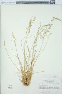 Poa cuspidata image