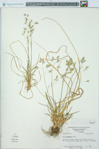 Poa cuspidata image