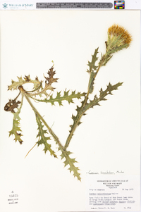 Cirsium horridulum image