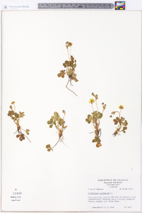 Potentilla canadensis image