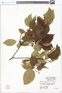 Cornus drummondii image