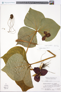 Trillium vaseyi image