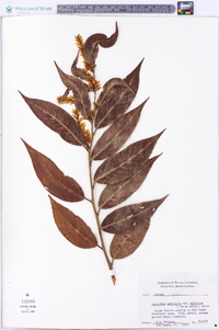 Leucothoe axillaris image