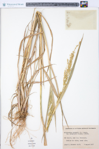 Echinochloa crus-galli var. zelayensis image