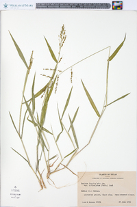 Urochloa fusca image