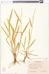 Urochloa platyphylla image