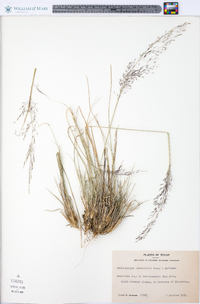 Muhlenbergia reverchonii image