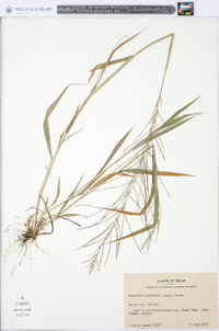 Leptochloa panicea image