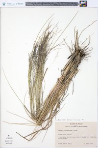 Panicum bergii image