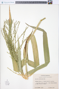 Panicum gymnocarpon image