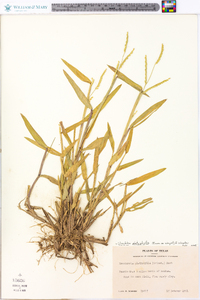 Urochloa platyphylla image