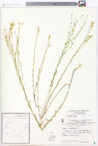 Linum sulcatum image