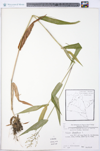 Panicum clandestinum image