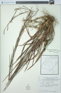 Schizachyrium scoparium var. scoparium image