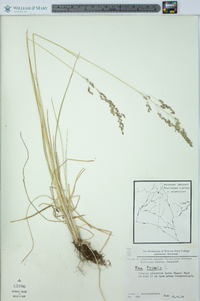 Poa trivialis image