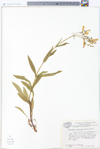 Penstemon canescens image