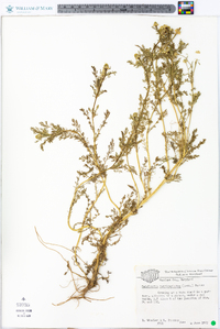 Matricaria discoidea image