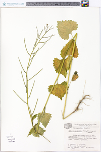 Alliaria petiolata image