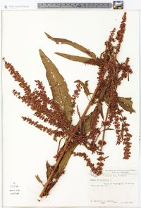 Rumex obtusifolius image