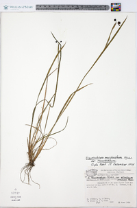 Sisyrinchium mucronatum var. mucronatum image