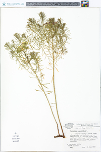 Euphorbia cyparissias image