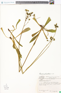 Hieracium piloselloides image