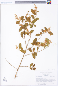 Ligustrum sinense image