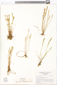 Plantago heterophylla image