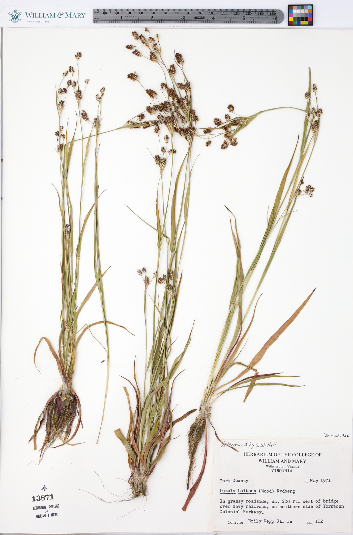 Luzula bulbosa image