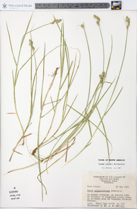 Carex longii image