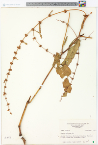 Rumex pulcher image