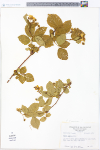 Rubus argutus image
