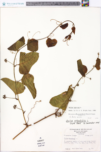 Smilax bona-nox image