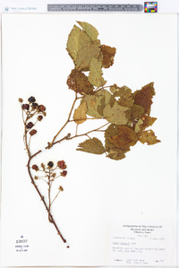 Rubus argutus image