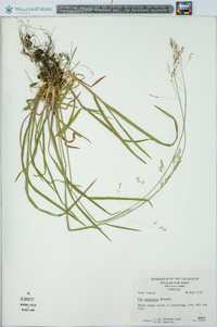 Poa cuspidata image