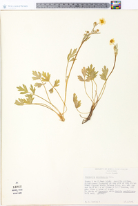 Ranunculus occidentalis image