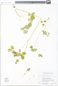 Thalictrum clavatum image