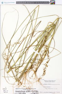 Sorghastrum elliottii image