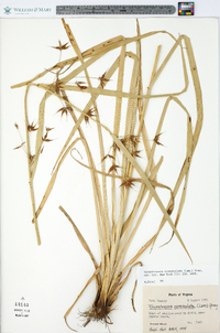 Rhynchospora corniculata image