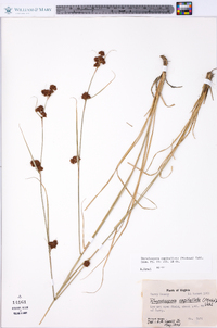 Rhynchospora capitellata image