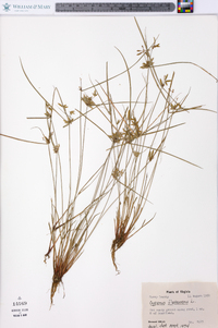 Cyperus flavescens image