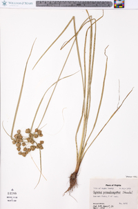 Cyperus pseudovegetus image