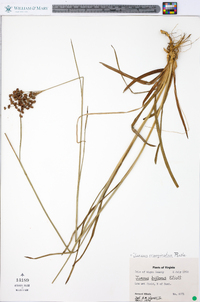 Juncus biflorus image