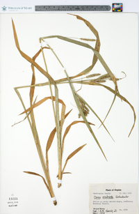 Carex scabrata image