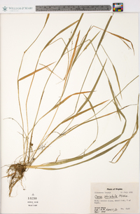 Carex striatula image