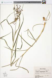 Scirpus polyphyllus image