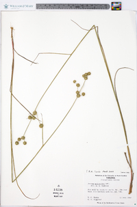 Juncus scirpoides image