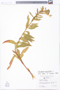 Oenothera parviflora image